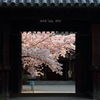 山門の向こうに　～桜色～
