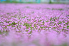 れんげのじゅうたん