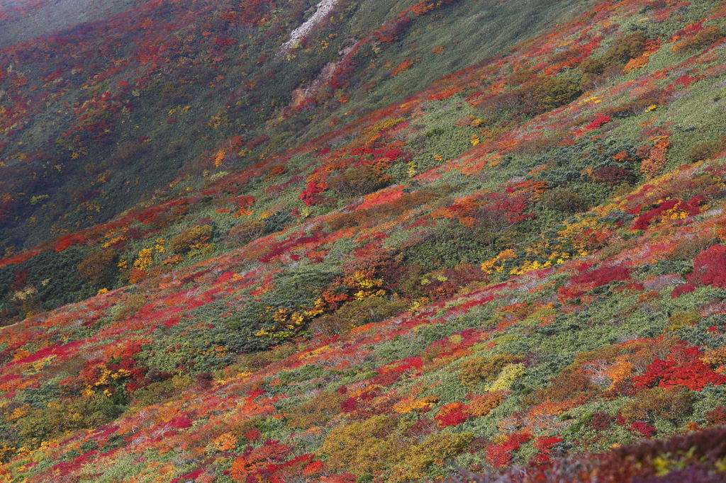 神の絨毯　～栗駒山　５～