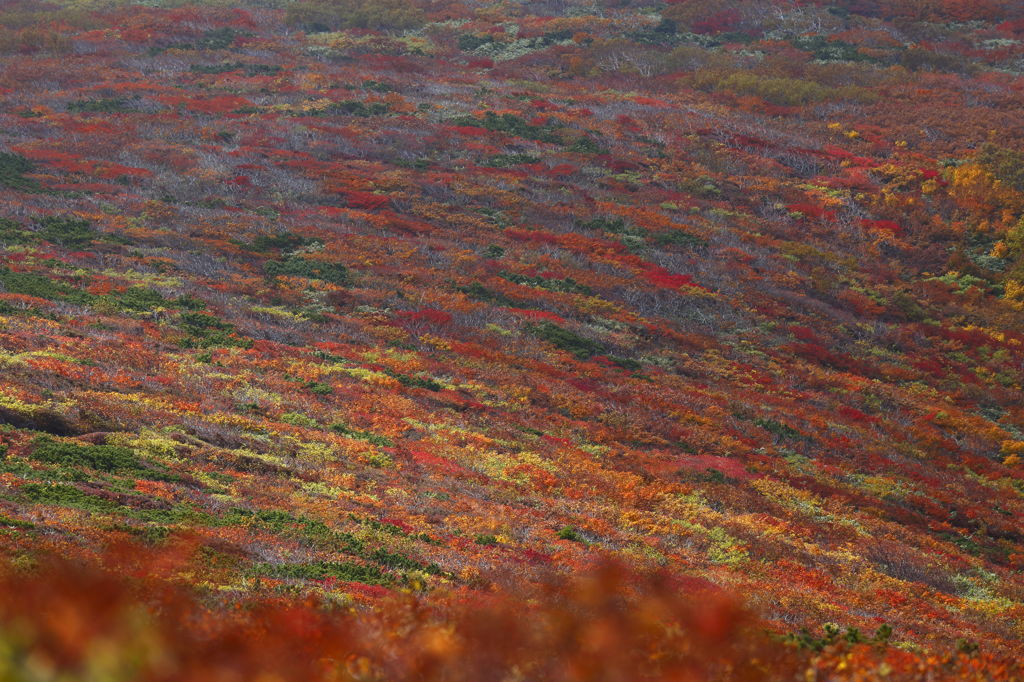 神の絨毯　～栗駒山　６～