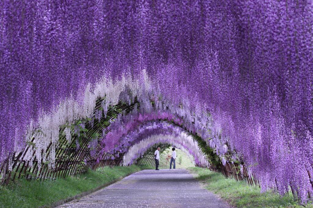 紫のトンネル