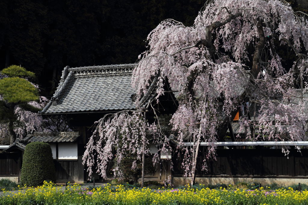 幾度の春