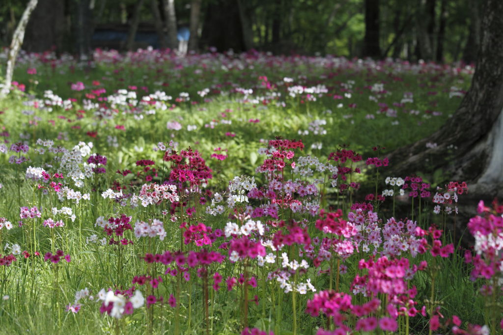 水辺の花園　Ⅴ