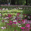 水辺の花園　Ⅴ