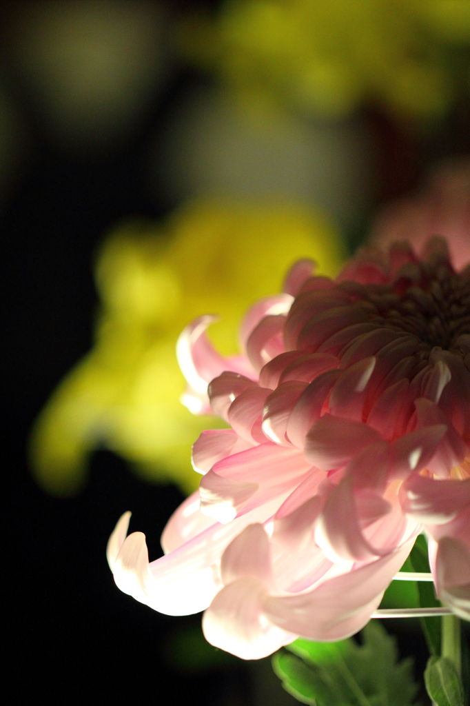 菊花の灯明