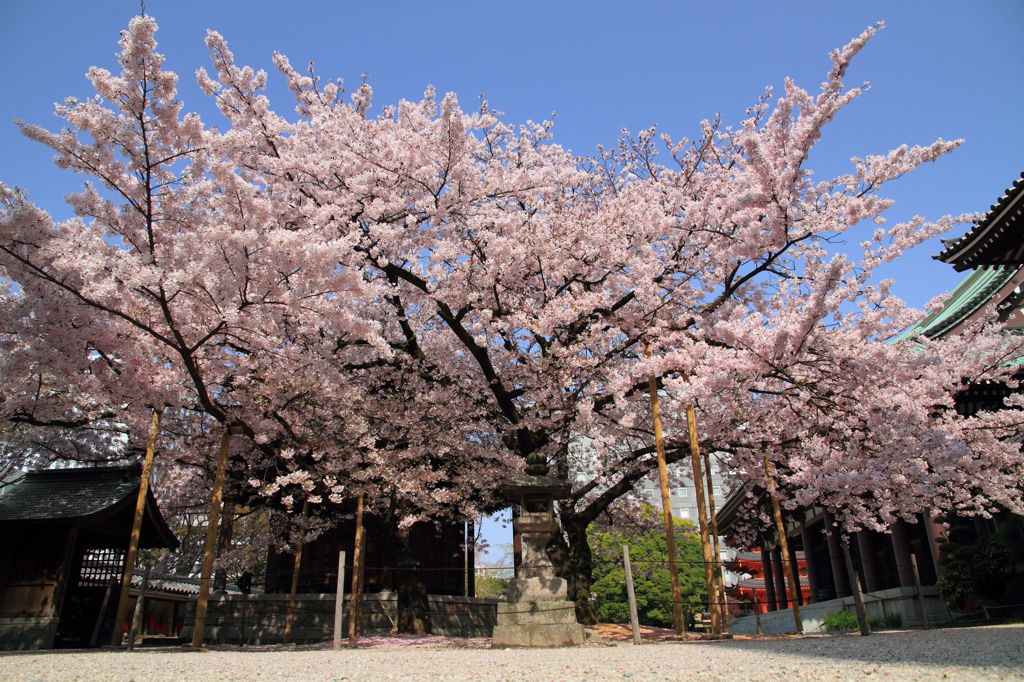 桜花爛漫