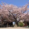 桜花爛漫