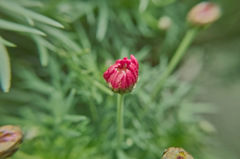 ３月１２日