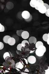 目黒川に行きたい