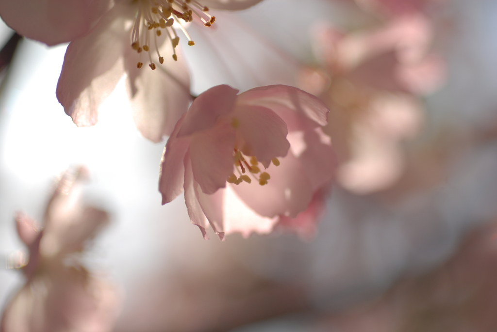 ひらく