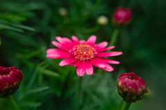 ３月１７日