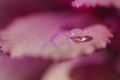 水玉