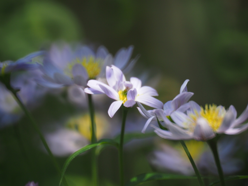 名も知らぬ花