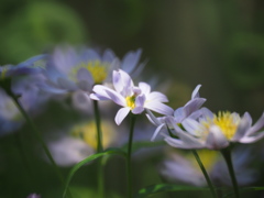 名も知らぬ花