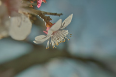 梅