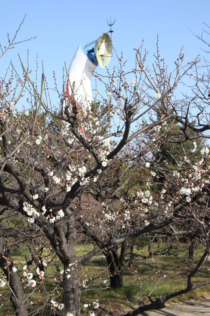 万博公園の梅
