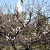 万博公園の梅