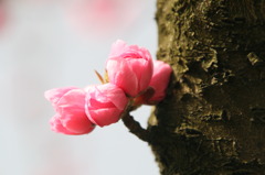 桃