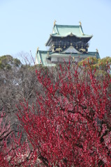 大阪城と梅