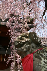 枝垂れ桜と狛犬