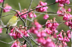 寒緋桜（カンヒサクラ）