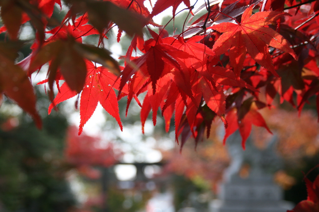紅葉