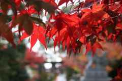 紅葉