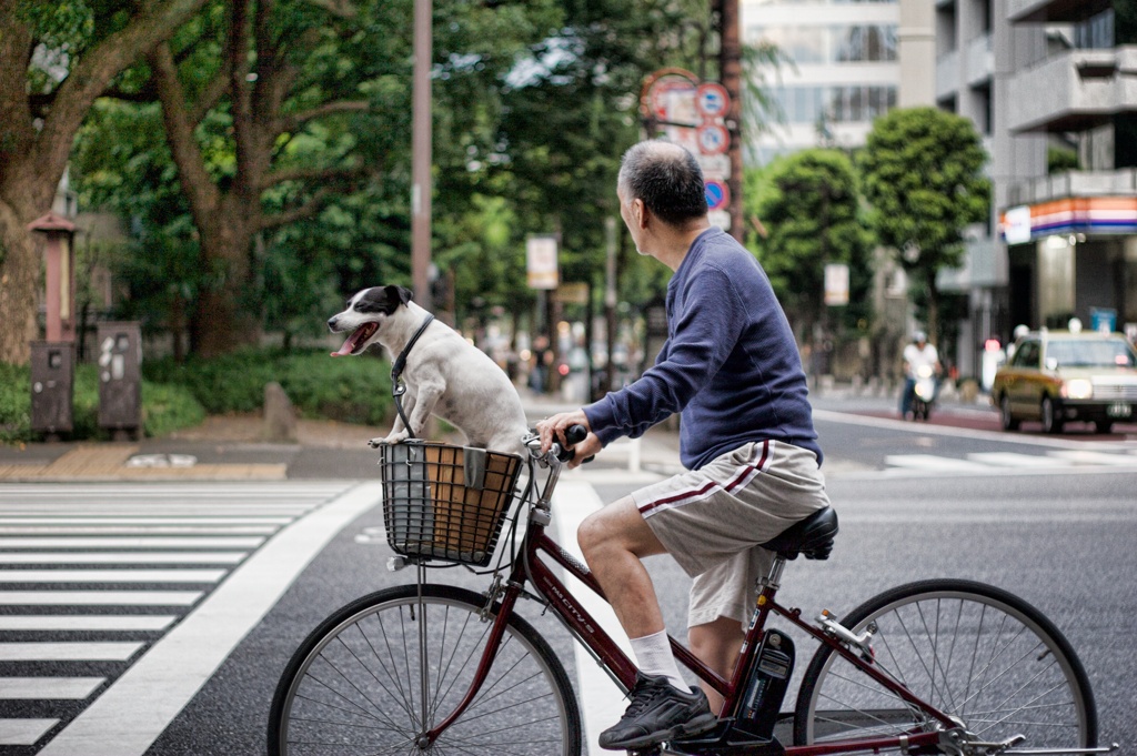 Cycling The Dog