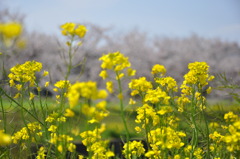 Spring has come!