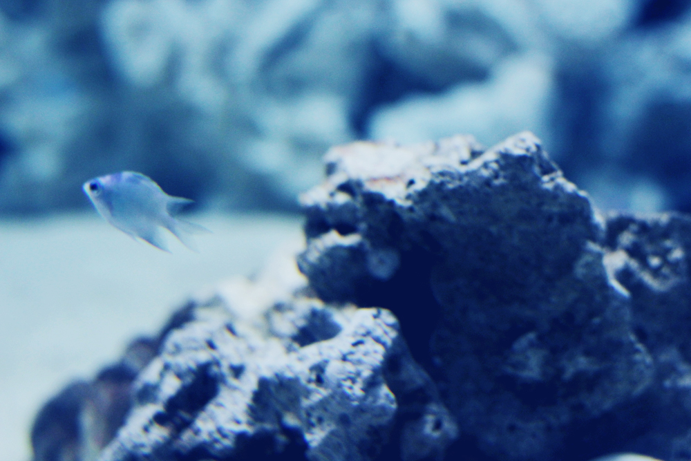 Aqvarium #9