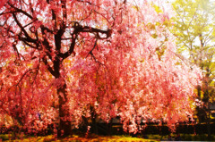 sakura#5