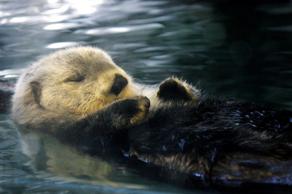 Seeotter
