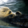 Seeotter