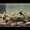 Oiseaux#3