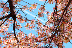 sakura#4