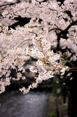 薄桜 -usuzakura-