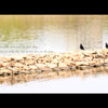 Oiseaux#1