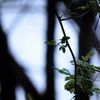 Baum