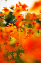 Cosmos sulphureus #1