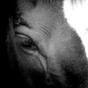 Pferd Auge