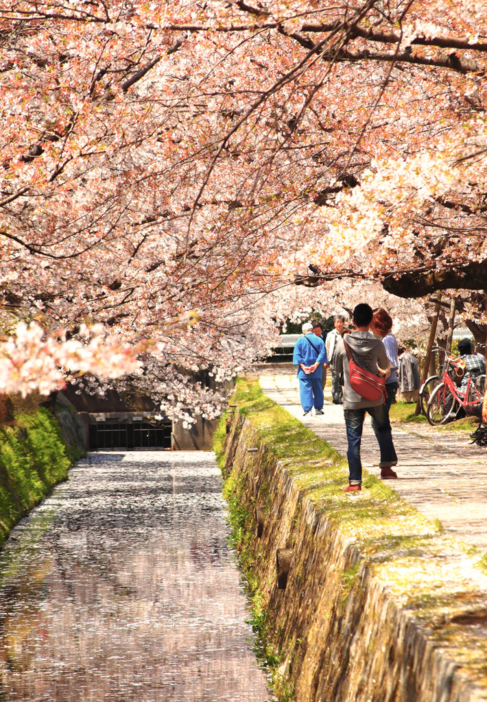 疎水ノ桜