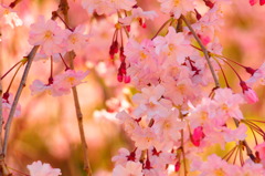 sakura#6