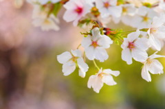 sakura#7