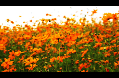 Cosmos sulphureus #3