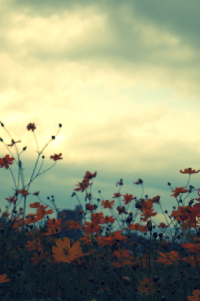 Cosmos sulphureus #2