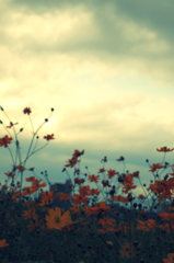Cosmos sulphureus #2