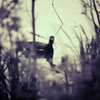 See