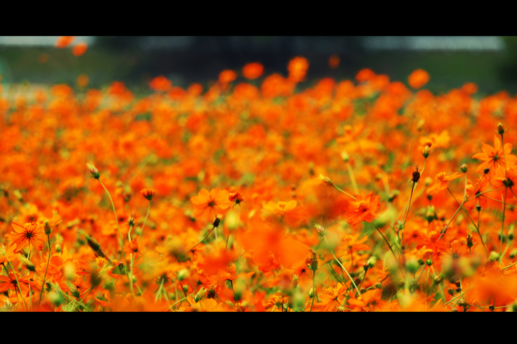 Cosmos sulphureus #4
