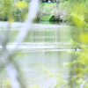 Teich