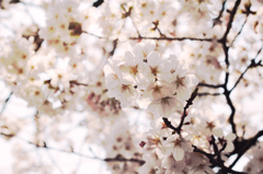 春の庭 -白桃-